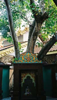 007 Dhammikarama Bodhi Tree